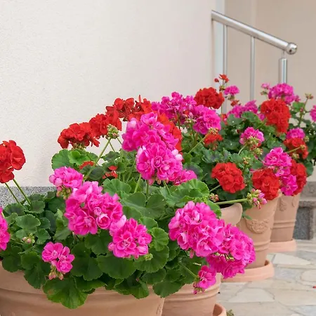 Apartmán Hortensia *