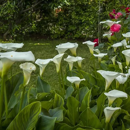 Hortensia Apartmán