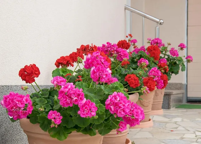 Lejlighed Hortensia *
