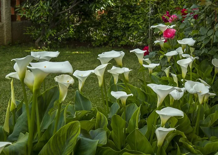Hortensia Lejlighed