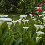 Hortensia Daire